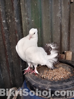 অপরাজিতা কবুতর